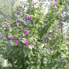 Rose Of Sharon Plants Flower 2pcs Live Plant