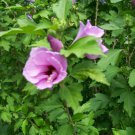 Purple Rose Of Sharon 4pcs Live Plant Plants Flower