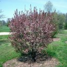 1pcs Purple Leaf Sand Cherry Prunus Pumila Live Plants Flower