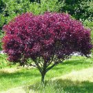 Cherry Prunus Pumila Live Plants Flower 2pcs Purple Leaf Sand