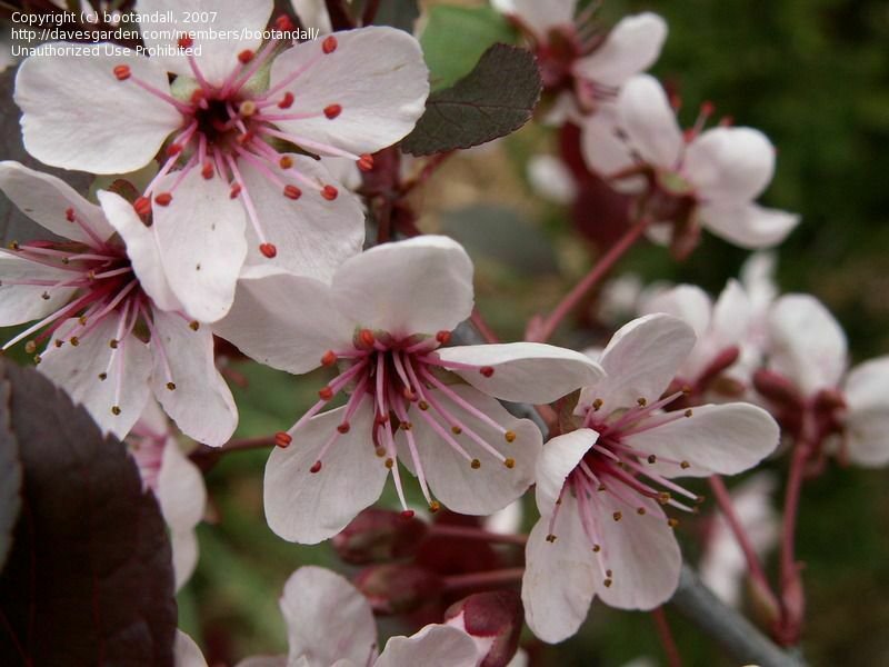 Flower 4pcs Leaf Sand Cherry Prunus Pumila Live Plants