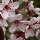 Flower 4pcs Leaf Sand Cherry Prunus Pumila Live Plants