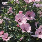 1pcs Flower Rose Mallow Live Plants