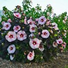 Mallow Live Plants 2pcs Flower Rose Beautifull