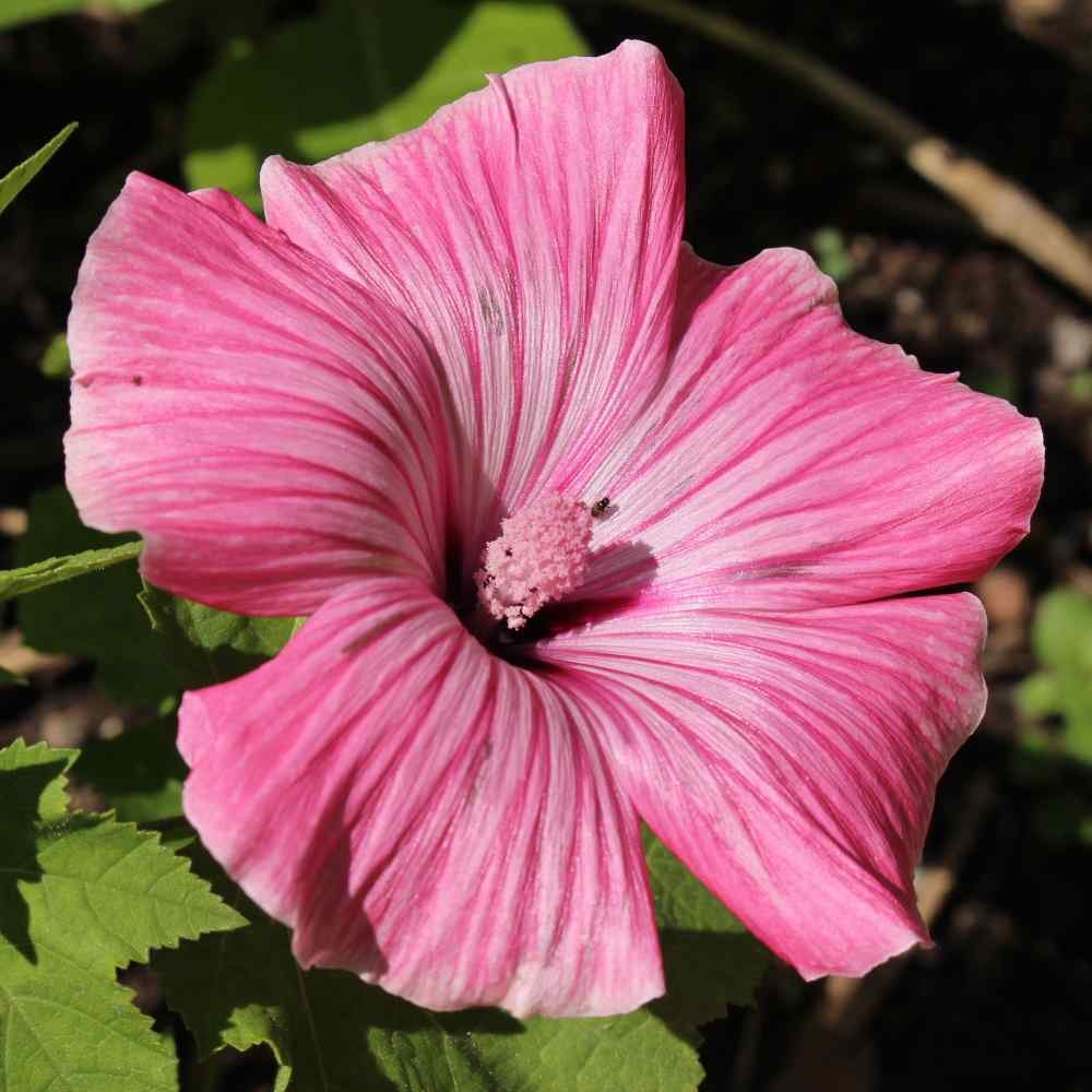Flower Rose Beautifull Mallow Live Plants 4pcs