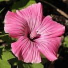 Flower Rose Beautifull Mallow Live Plants 4pcs