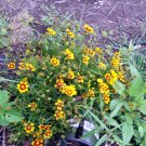 Susan 'Rudbeckia Hirta Flower Yellow Set Of 12 Black Eyed