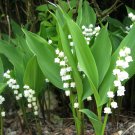 Flower Lily Of Valley Set Of 12 Live Plants Or Pips