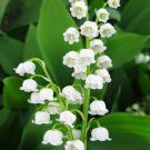 Flower Set Of 24 Live Plants Or Pips Lily Of Valley