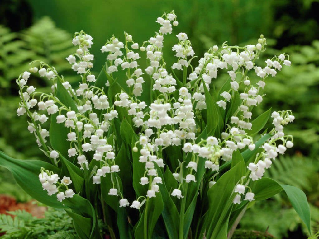 Flower Beautifull 48 Live Plants Or Pips Lily Of Valley