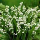 Flower Beautifull 48 Live Plants Or Pips Lily Of Valley