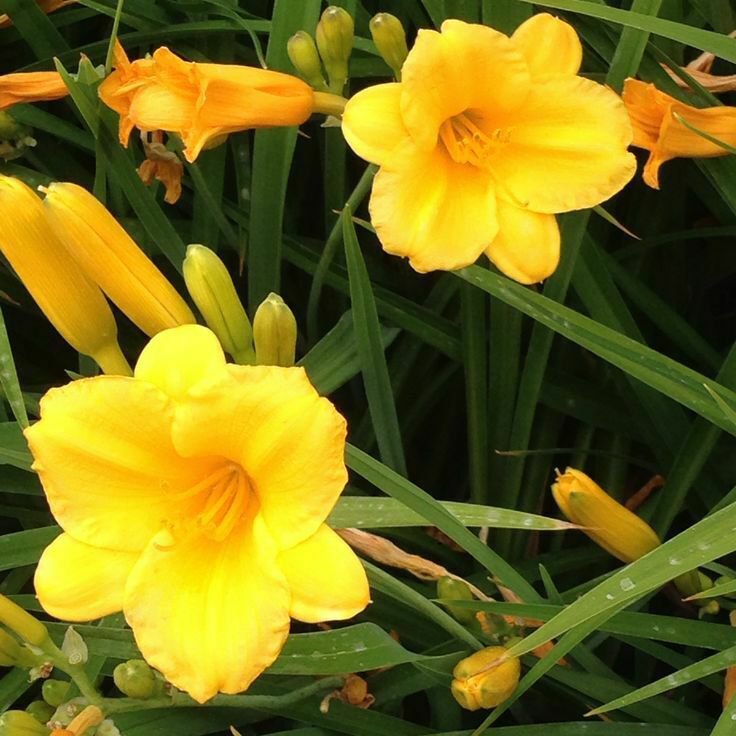 Flower Plant 1Pcs Stella De Oro Day Lily Plant Bare Root Starter Live Plants Or Pips Lily Of Valley
