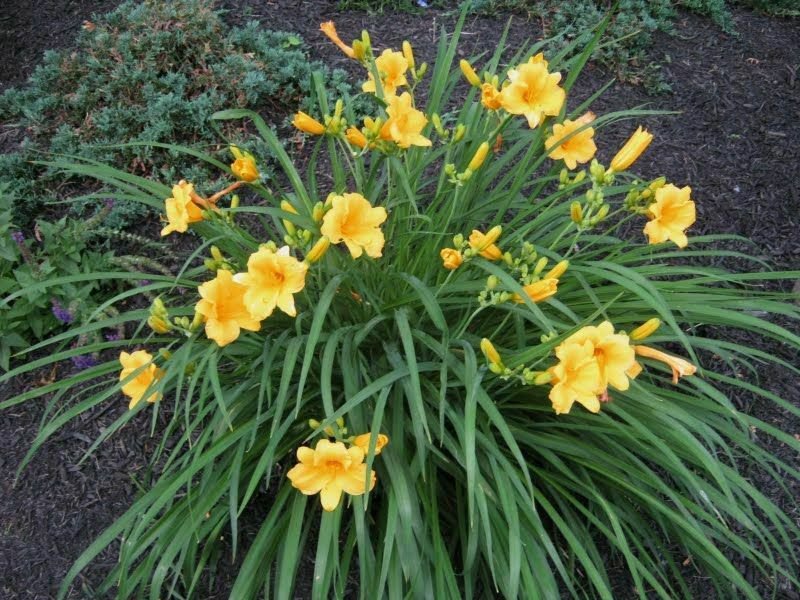 Plant Bare Root Starter Live Plants Or Pips Lily Of Valley Flower Plant 2Pcs Stella De Oro Day Lily