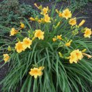 Plant Bare Root Starter Live Plants Or Pips Lily Of Valley Flower Plant 2Pcs Stella De Oro Day Lily