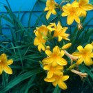 4Pcs Stella De Oro Day Lily Plant Bare Root Starter Live Plants Or Pips Lily Of Valley Flower Plant