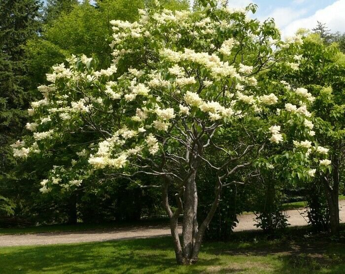 1Pcs Ivory Silk Lilac Syringa Reticulata Flower Plant