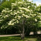 1Pcs Ivory Silk Lilac Syringa Reticulata Flower Plant