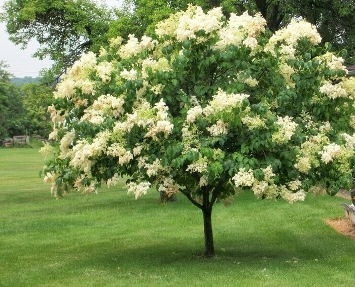 Flower Beautifull 2Pcs Ivory Silk Lilac Syringa Reticulata Flower Plant