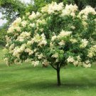 Flower Beautifull 2Pcs Ivory Silk Lilac Syringa Reticulata Flower Plant