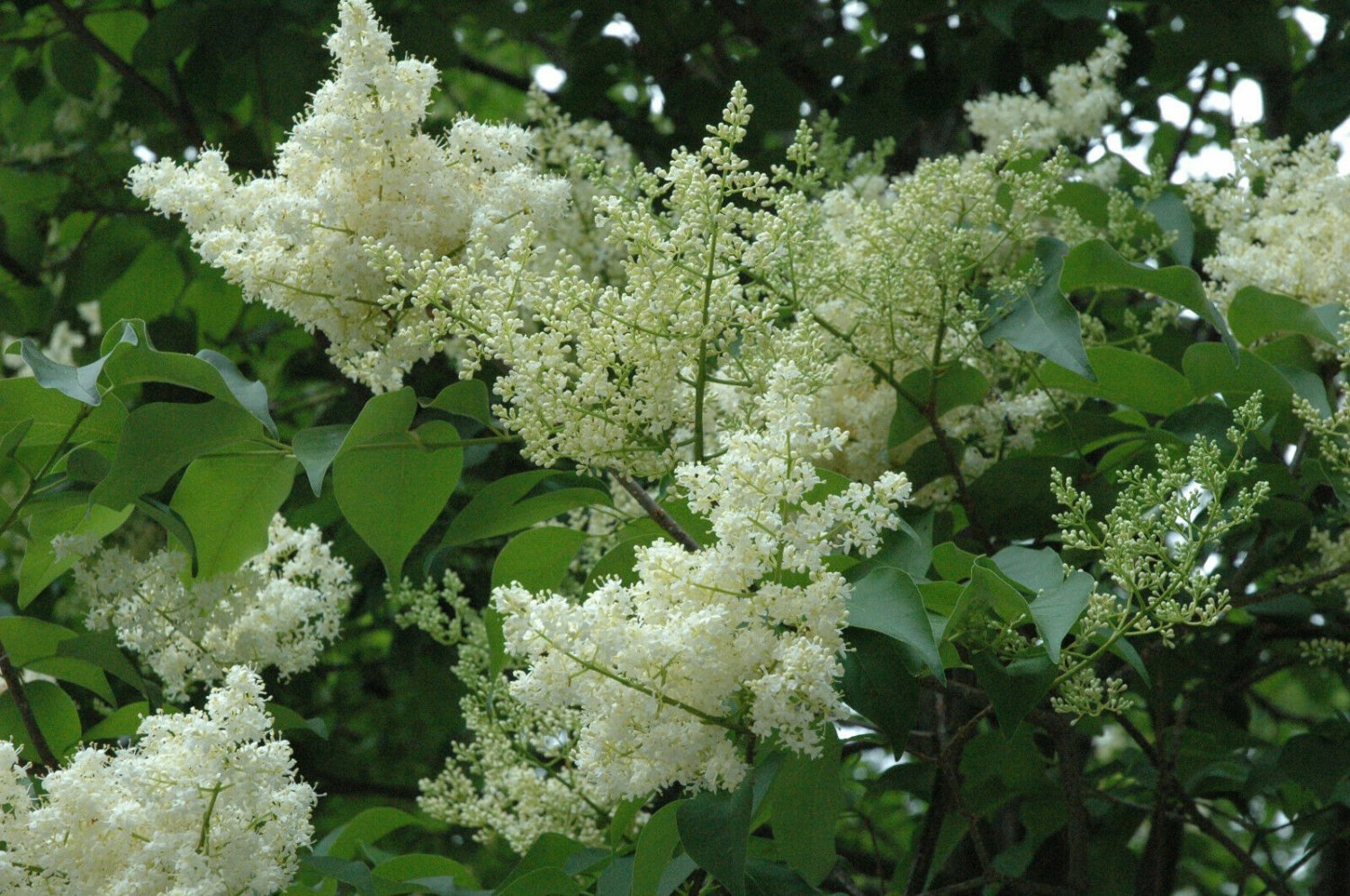 Syringa Reticulata Flower Plant Flower Beautifull Pcs Ivory Silk Lilac