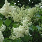 Syringa Reticulata Flower Plant Flower Beautifull 4Pcs Ivory Silk Lilac