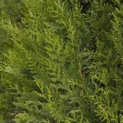 Tree Plant Set Of 2 Green Sport Western Red Cedar 'Thuja Plicata' 4Pcs