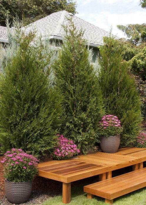 Cedar 'Thuja Plicata' 4Pcs Tree Live Plant Set Of 4 Green Sport Western Red