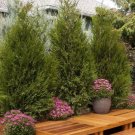 Cedar 'Thuja Plicata' 4Pcs Tree Live Plant Set Of 4 Green Sport Western Red