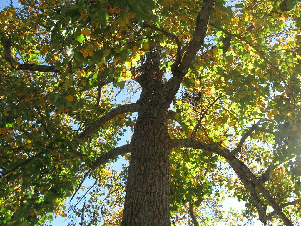 Set Of 2 Sycamoree 'Platanus occidentalis' Tree Live Plant
