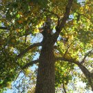 Set Of 2 Sycamoree 'Platanus occidentalis' Tree Live Plant