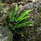 1Pcs Walking Fern Camptosorus rhizophyllus Live Plant