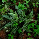 Plant Green 2Pcs Walking Fern Camptosorus rhizophyllus Live Plant