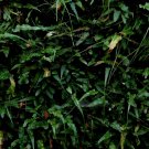 Camptosorus Rhizophyllus Live Plant Green 4Pcs Walking Fern