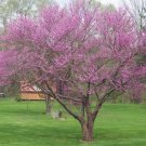 Tree 2Pcs Easrern Redbud 'Cercis canadensis' Live Plant