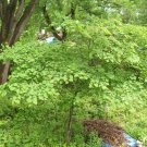 Redbud 'Cercis canadensis' Live Plant Tree 4Pcs Easrern
