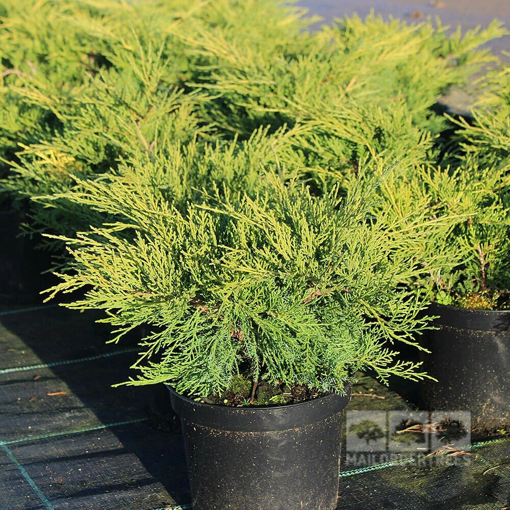 1Pcs Old Gold Juniper Ground Cover Live Plant