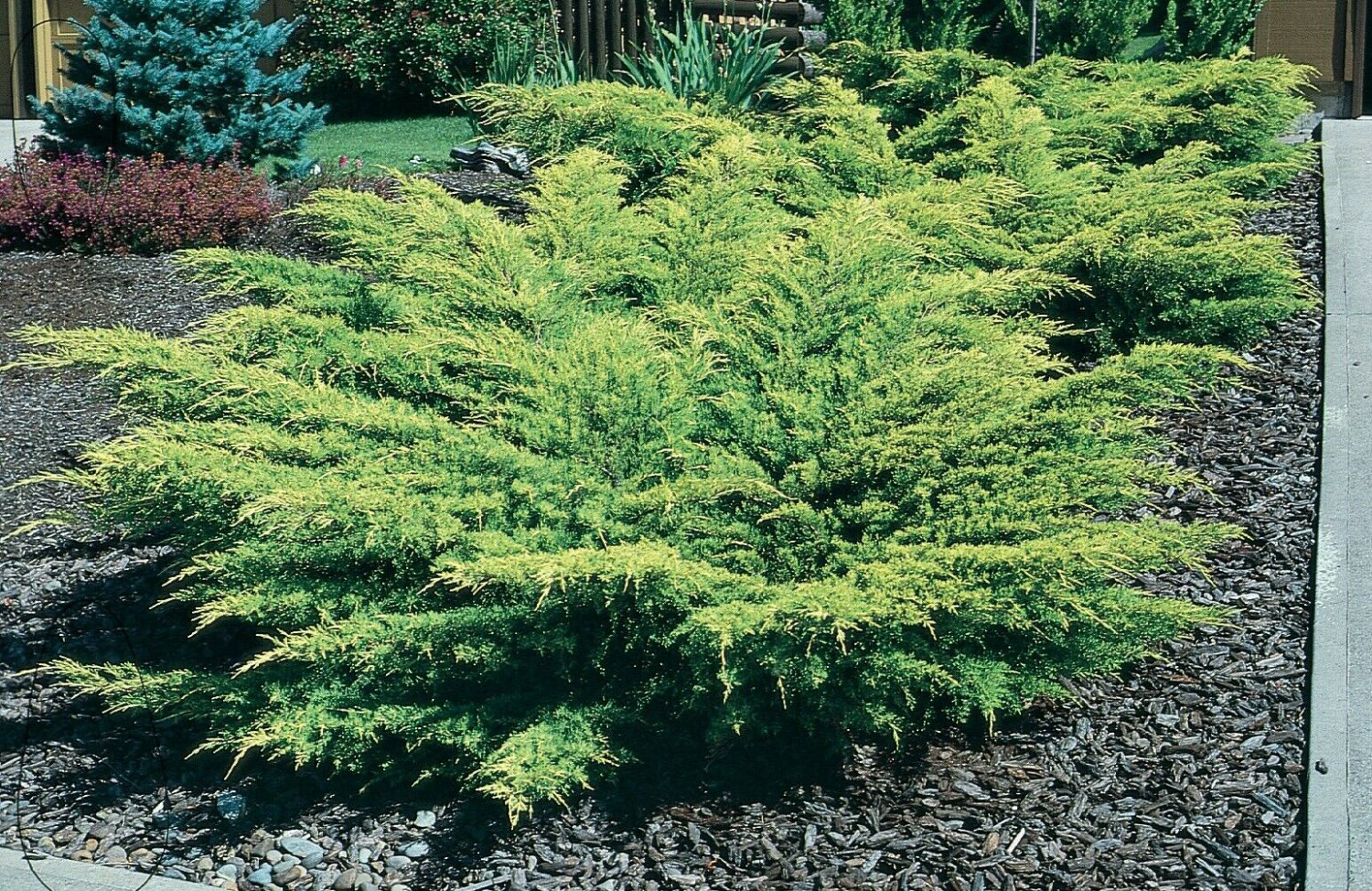 Live Plant Green 2Pcs Old Gold Juniper Ground Cover