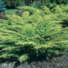 Live Plant Green 2Pcs Old Gold Juniper Ground Cover