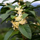 1Pcs Fragrant Tea Olive Shrub Osmanthus Fragrans Long-Living Outdoor Plant Live Plant Green