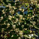 Fragrans Living Outdoor Plant Live Plant Flower 2Pcs Fragrant Tea Olive Shrub Osmanthus