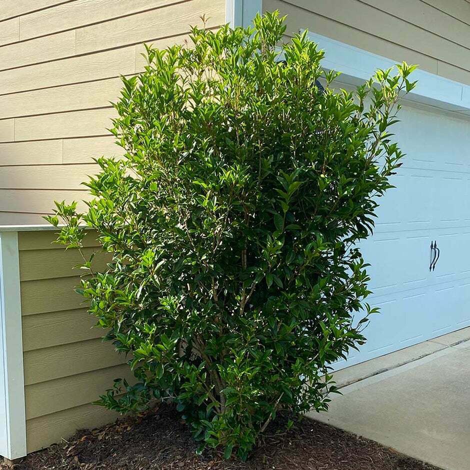 Live Plant Flower 4Pcs Fragrant Tea Olive Fragrans Living Outdoor Plant Shrub Osmanthus