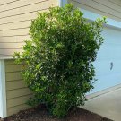 Live Plant Flower 4Pcs Fragrant Tea Olive Fragrans Living Outdoor Plant Shrub Osmanthus