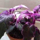 1pcs Plant Purple Passion Velvet Houseplants Starter Plants Rare Fast Growing Live Plant