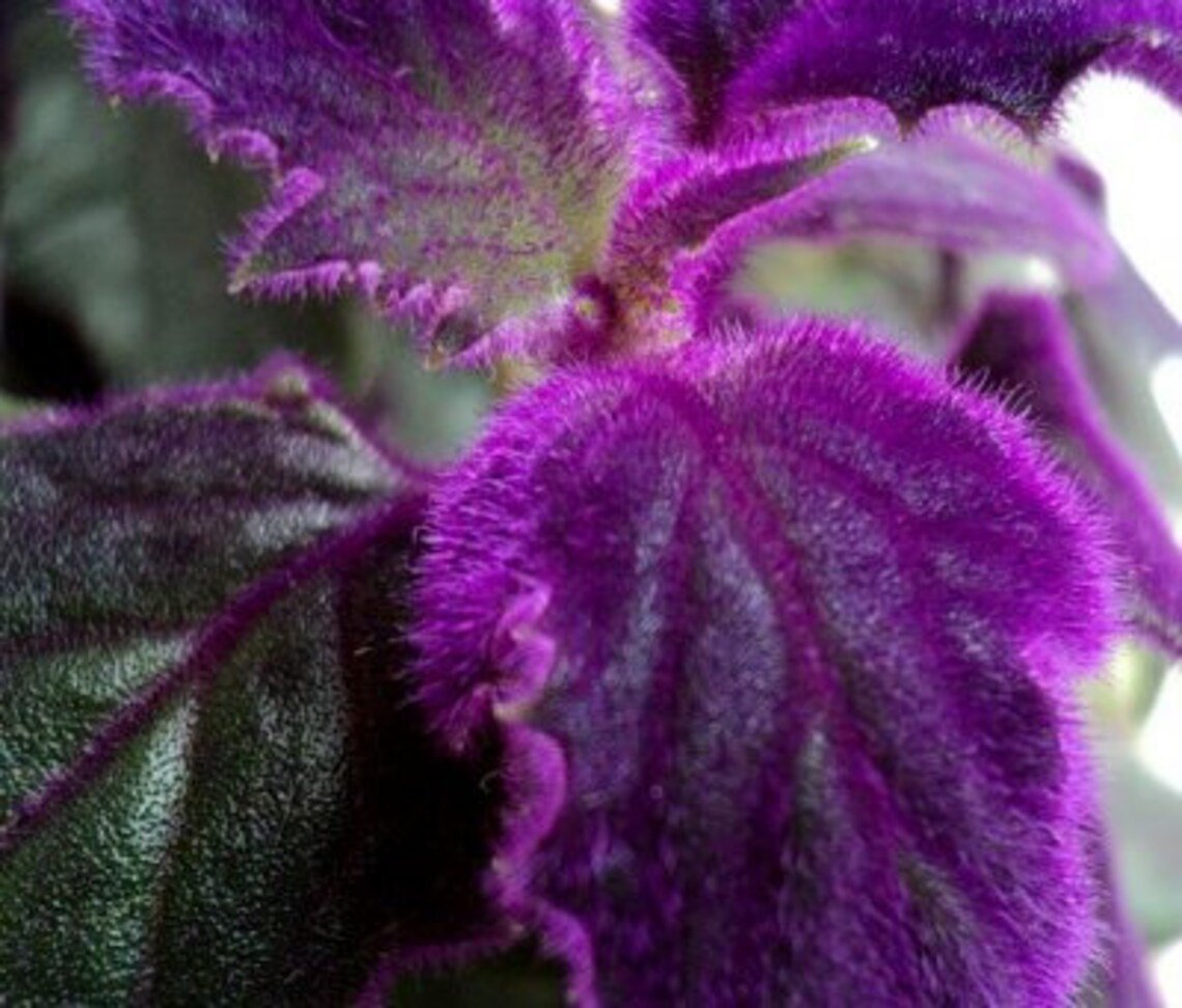 Starter Plants Rare Fast Growing Live Plant 2pcs Plant Purple Passion Velvet Houseplants