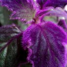Starter Plants Rare Fast Growing Live Plant 2pcs Plant Purple Passion Velvet Houseplants