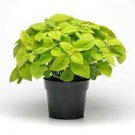 1pcs Coleus Lemon Lime Houseplants Live Plant Starter Plants Rare Fast Growing Live Plant