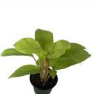 Live Plant Starter Plants Rare Fast Growing 2pcs Coleus Lemon Lime Houseplants