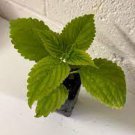 Lemon Lime Houseplants Live Plant Starter Plants Rare Fast Growing 4pcs Coleus