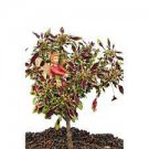 Houseplants Starter Rare Fast Growing Plants 2pcs Live Plant Plant Coleus