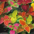 Plant Coleus Houseplants Starter Rare Fast Growing Plants 4pcs Live Plant